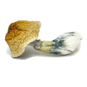 africantranskei-600x600 Buy African Transkei Magic Mushroom | Order African Transkei Magic Mushroom