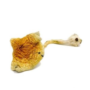 alacabenzi-600x600 Buy Alacabenzi Cubensis Magic Mushrooms Online | Order Alacabenzi Cubensis Magic Mushrooms Online