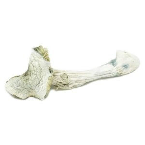 albinoaverynew-600x600 Buy Avery Albino Magic Mushroom Online | Order Avery Albino Magic Mushroom Online