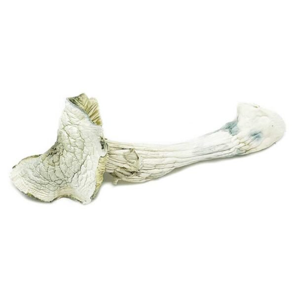 Buy Avery Albino Magic Mushroom Online | Order Avery Albino Magic Mushroom Online