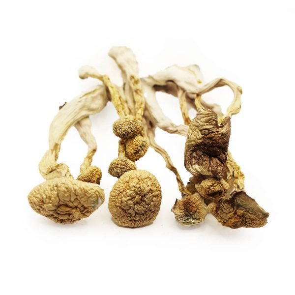Order A+ Magic Mushrooms Online | Buy A+ Magic Mushrooms Online