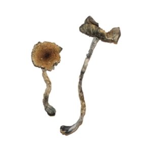 dd-600x622 Order Blue Meanies Magic Mushrooms Online | Buy Blue Meanies Magic Mushrooms Online