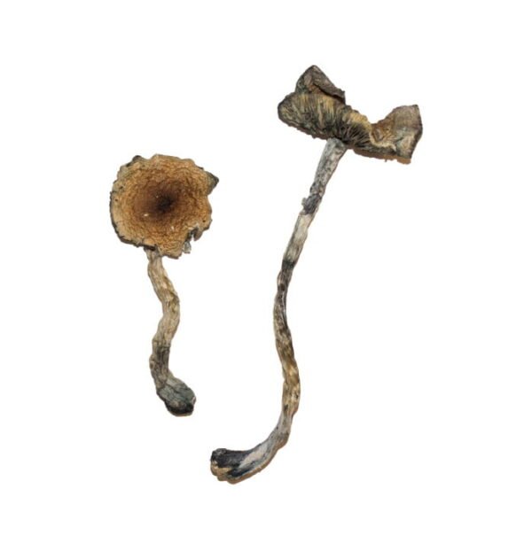 Order Blue Meanies Magic Mushrooms Online | Buy Blue Meanies Magic Mushrooms Online