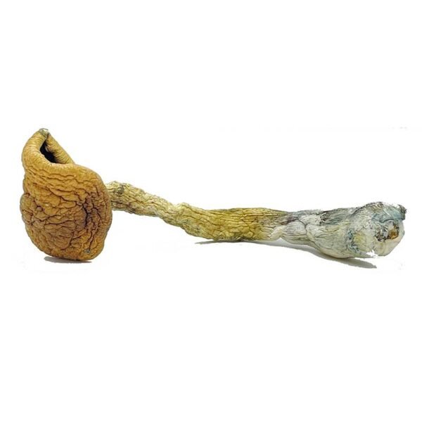 goldenteachers-600x600 Buy Golden Teacher Magic Mushrooms Online | Order Golden Teacher Magic Mushrooms Online