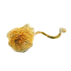 goldie-600x600 Buy Goldie Magic Mushrooms Online | Order Goldie Magic Mushrooms Online