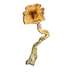 hh-600x900 Order B+ Magic Mushrooms Online | Buy B+ Magic Mushrooms Online