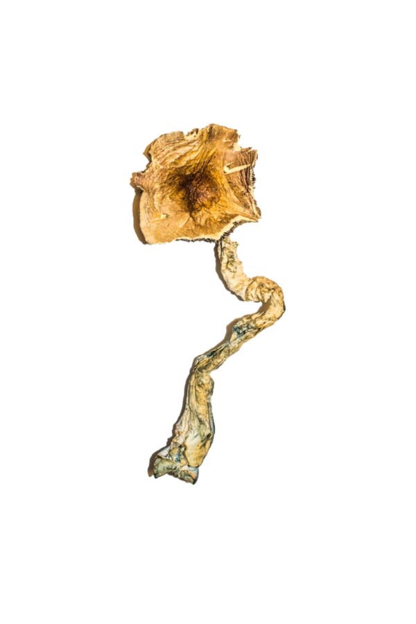 Order B+ Magic Mushrooms Online | Buy B+ Magic Mushrooms Online