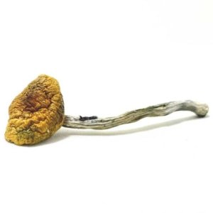 hillbillymushroom-600x600 Buy Hillbilly Magic Mushrooms Online | Order Hillbilly Magic Mushrooms Online