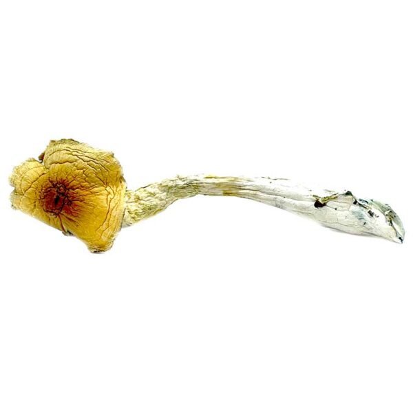 Buy Huatla Magic Mushrooms Online  | Order Huatla Magic Mushrooms Online