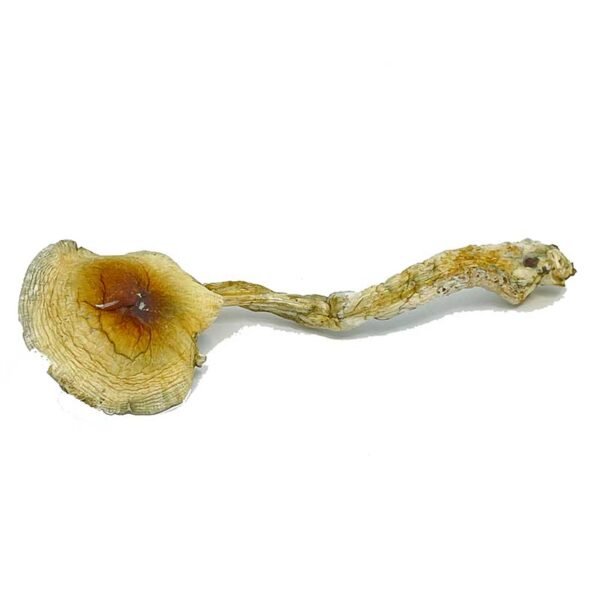 Buy Nepal Chitwan Magic Mushrooms Online | Order Nepal Chitwan Magic Mushrooms Online