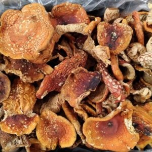 ss-600x600 Order Amanita Muscaria mushroom online | Buy Amanita Muscaria mushroom online