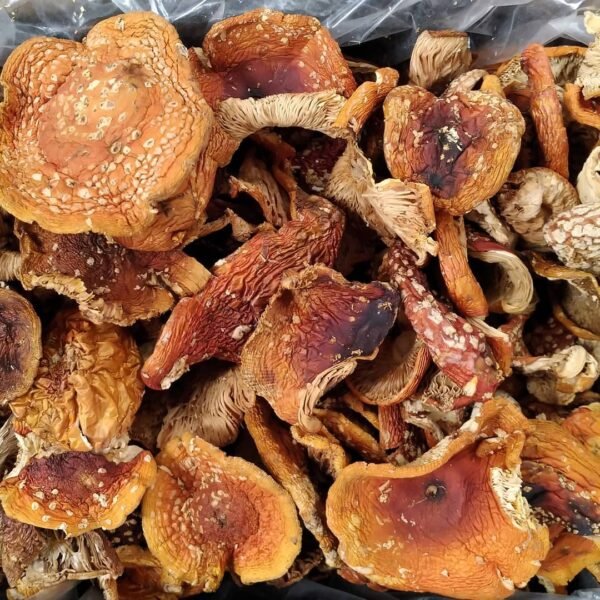 Order Amanita Muscaria mushroom online | Buy Amanita Muscaria mushroom online