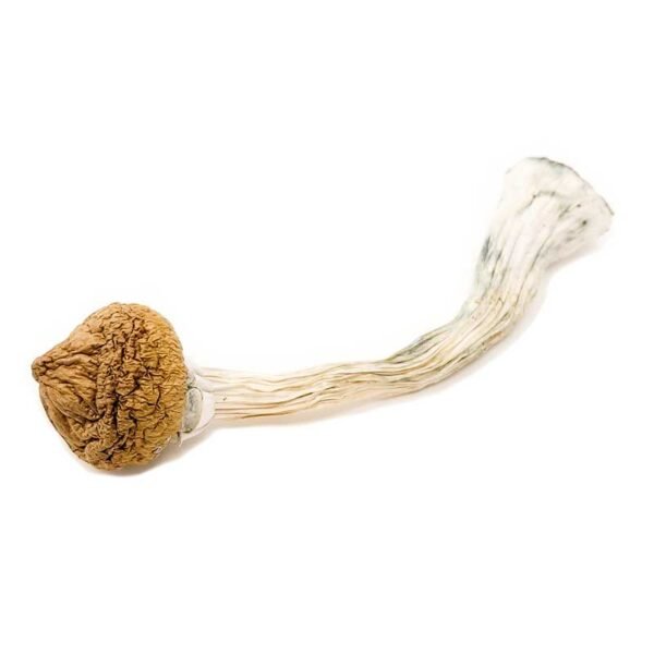 texas-600x600 Buy Yellow Caps Magic Mushrooms Online | Order Yellow Caps Magic Mushrooms Online